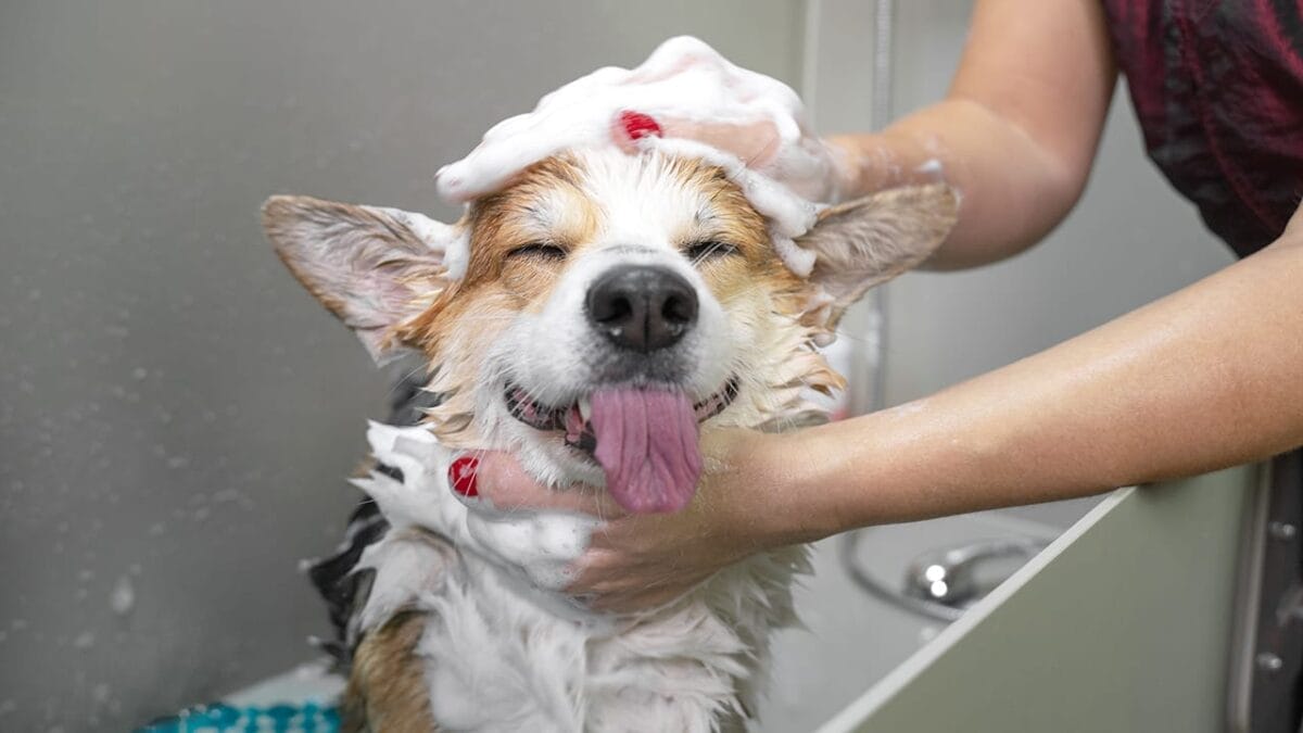15 Dog Care Mistakes You May Not Realize You’re Making 9 15 Dog Care Mistakes You May Not Realize You’re Making - dog being bathed ss1569883195