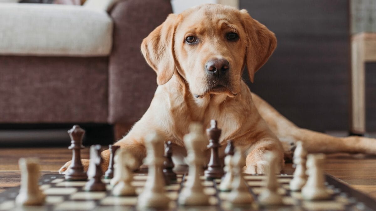Dog Breeds: All Types from Small to Giant, Personalities & Characteristics 53 Dog Breeds: All Types from Small to Giant, Personalities & Characteristics - dog chess game ss2019596015