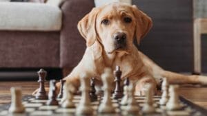 10 Smartest Dog Breeds That are Basically Einstein in Fur 1 10 Smartest Dog Breeds That are Basically Einstein in Fur - dog chess game ss2019596015