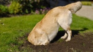 12 Dog Breeds That Might Turn Your Yard into a Dig Site 1 12 Dog Breeds That Might Turn Your Yard into a Dig Site - dog digging dp25555303