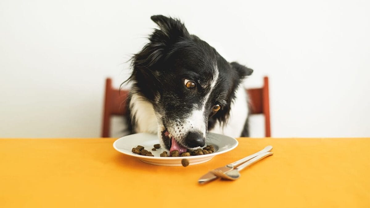 Descartes Was Wrong: 9 Signs Your Dog Can Feel Happiness 8 Descartes Was Wrong: 9 Signs Your Dog Can Feel Happiness - dog eating out of a plate ss1007915989