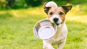 Stop Overpaying for Kibble - 5 Affordable Homemade Dog Food Meals 1 Stop Overpaying for Kibble - 5 Affordable Homemade Dog Food Meals - dog empty food bowl ss1496959820