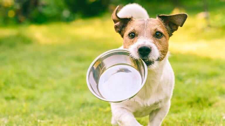 Stop Overpaying for Kibble - 5 Affordable Homemade Dog Food Meals 6 Stop Overpaying for Kibble - 5 Affordable Homemade Dog Food Meals - dog empty food bowl ss1496959820