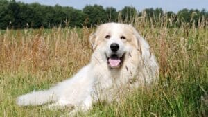Why the Great Pyrenees is Renowned as the Premier Livestock Guardian Dog Breed - dog great pyrenees ss2374421103