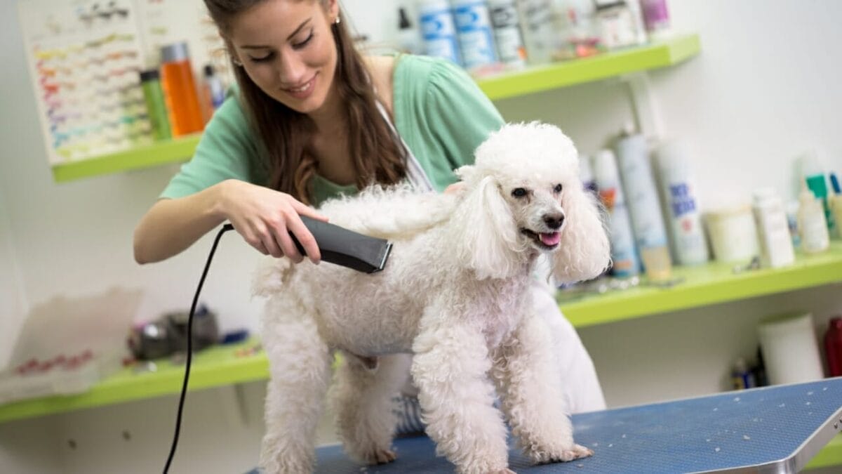35 Fun Ways to Keep Your Dog Entertained Indoors - dog groomer dp127170816