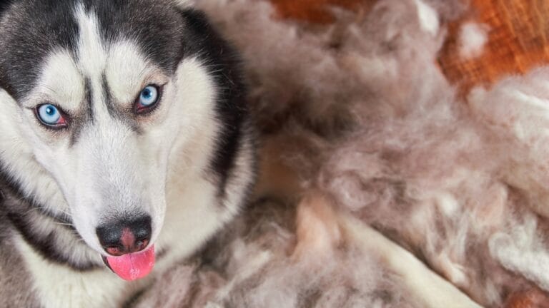 11 Dogs That Shed the Worst 2 11 Dogs That Shed the Worst - dog husky shedding dp187647762