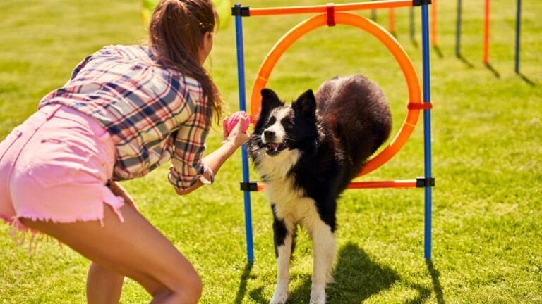 12 Agile Dog Breeds Perfect for Sport & Competition 9 12 Agile Dog Breeds Perfect for Sport & Competition - dog obstacle course ss1818686531