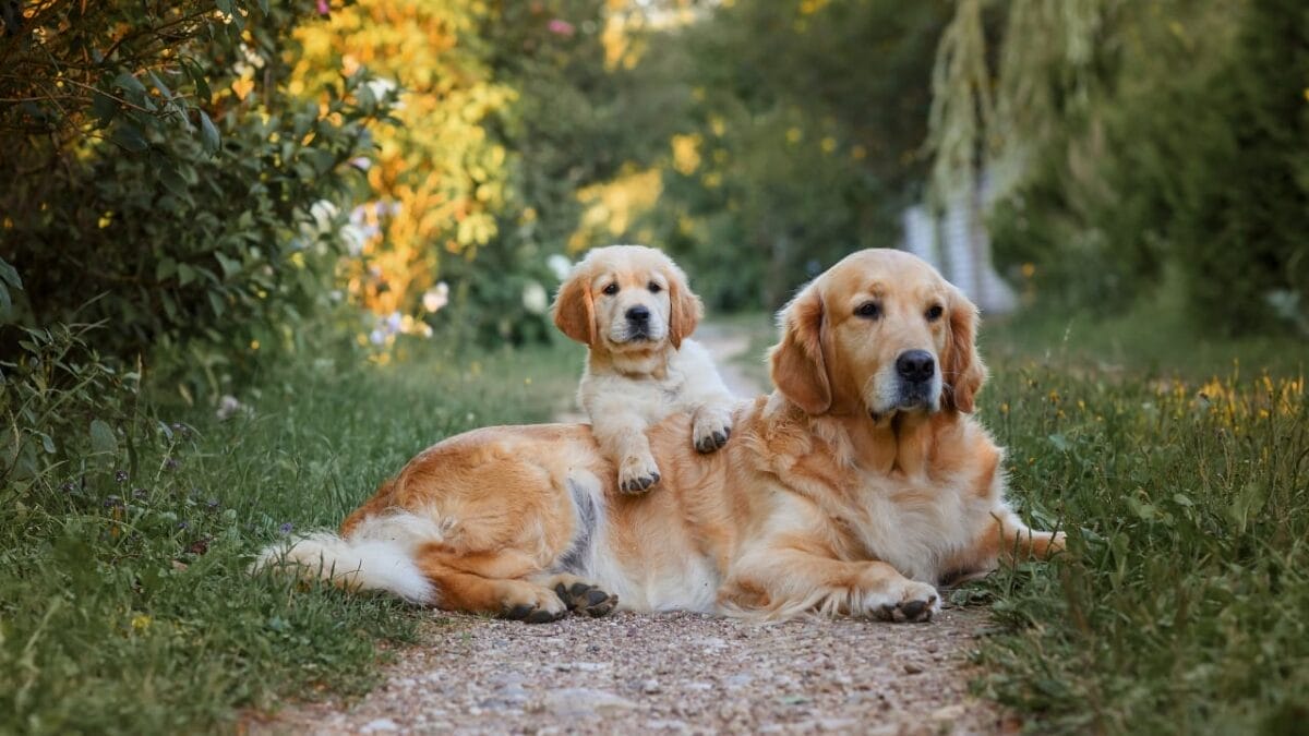 11 Dog Myths People Don't Realize are Wrong - dog puppy ss2253404947