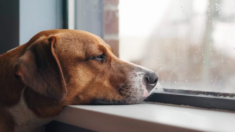 35 Fun Ways to Keep Your Dog Entertained Indoors - dog sad ss2270542335