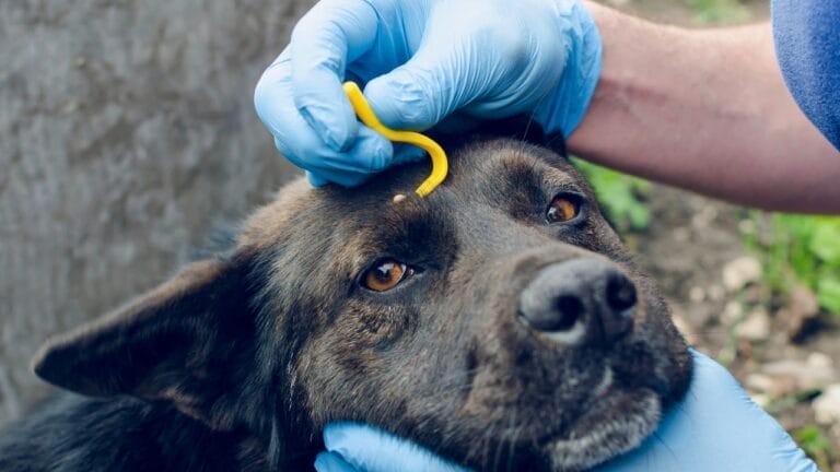 New Study: 10 Dog Breeds Best & Worst at Fighting Ticks - dog tick dp192928532