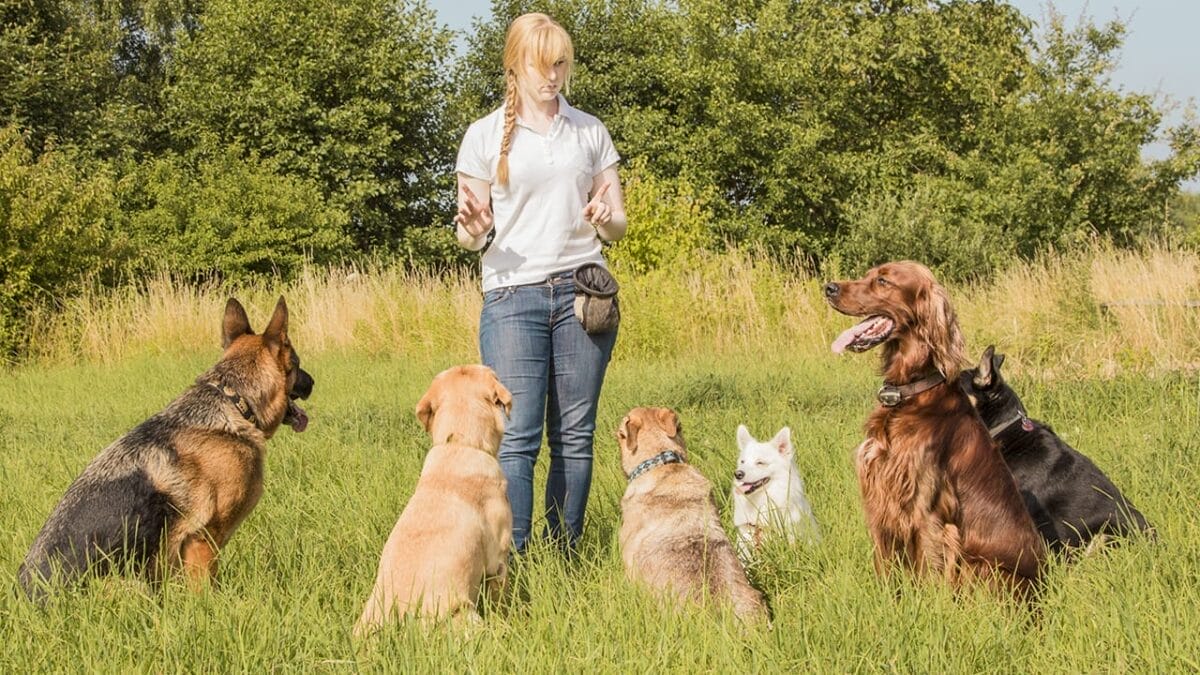 7 Terrier-ific Dogs: These Fascinating Terrier Breeds Have Won Our Hearts 9 7 Terrier-ific Dogs: These Fascinating Terrier Breeds Have Won Our Hearts - dog trainer ss149148035