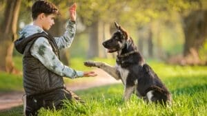 13 Easiest Dogs to Train for a Perfect Pup 1 13 Easiest Dogs to Train for a Perfect Pup - dog training ss2177431889