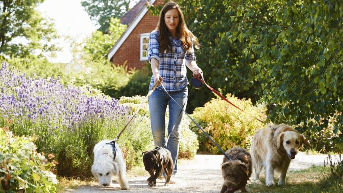 10 Things to Do Before Bringing Your Rescue Dog into Your Home - dog walker ss304835720