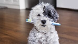 15 Alternatives to Brushing That Keep Your Dog’s Teeth Clean 1 15 Alternatives to Brushing That Keep Your Dog’s Teeth Clean - dog brushing ss535412569 1