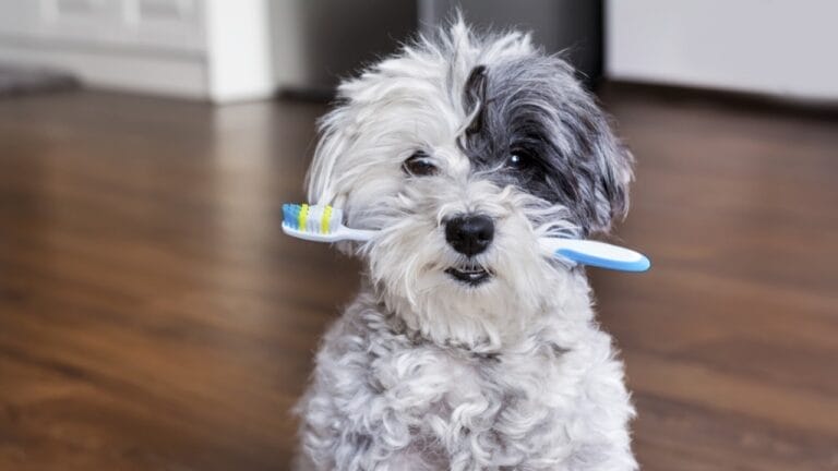 How & Why to Brush Your Dog's Teeth 4 How & Why to Brush Your Dog's Teeth - dog brushing ss535412569