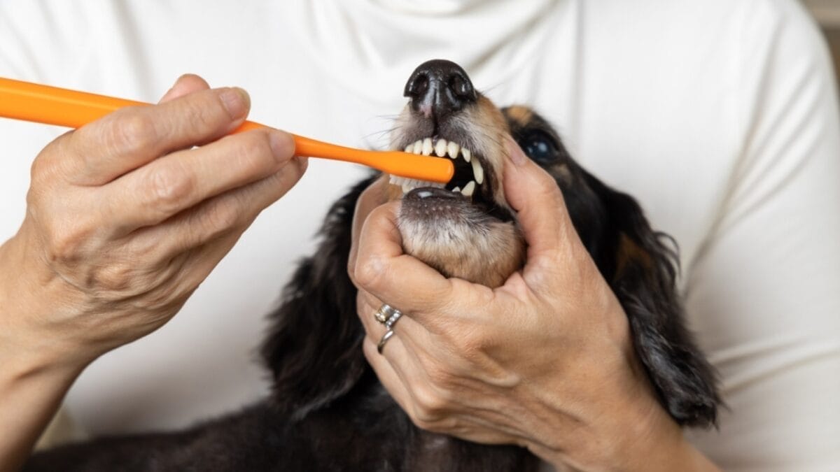 How & Why to Brush Your Dog's Teeth 9 How & Why to Brush Your Dog's Teeth - dog brushing with owner ss2039208584