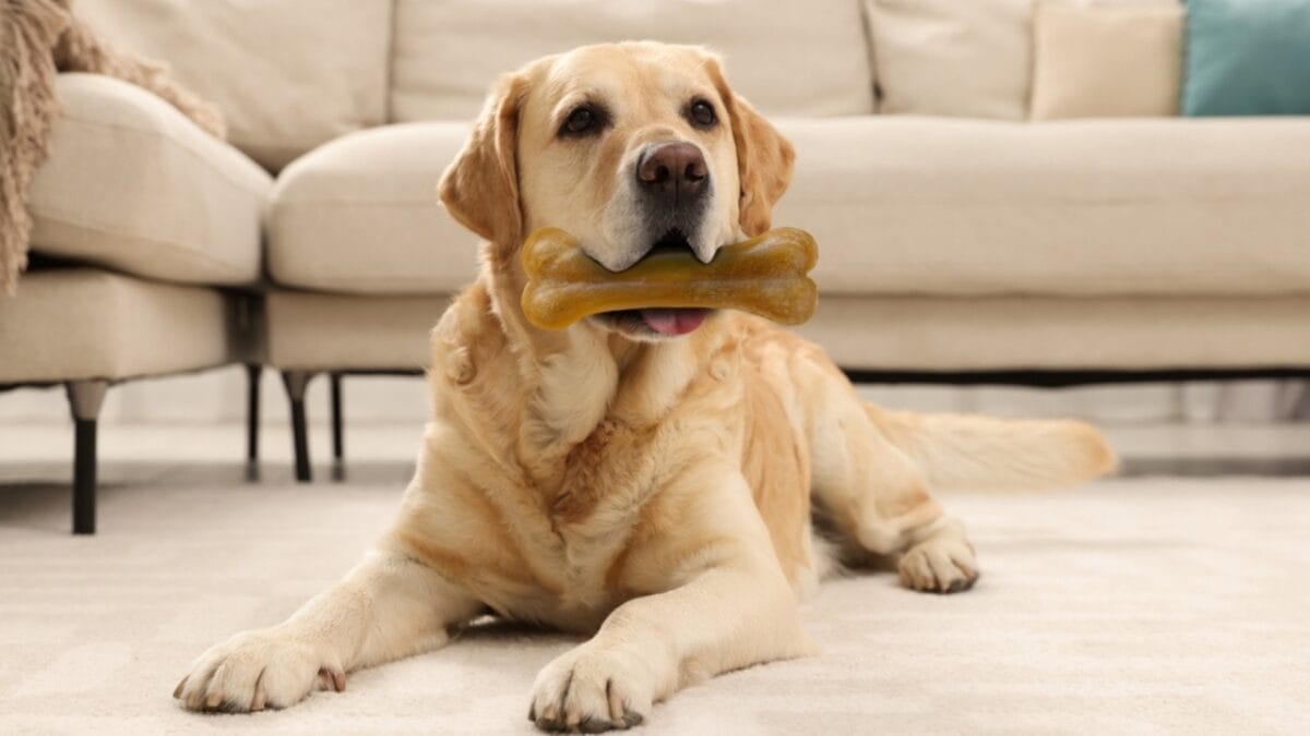 35 Fun Ways to Keep Your Dog Entertained Indoors - dog chewing treats ss2311412447