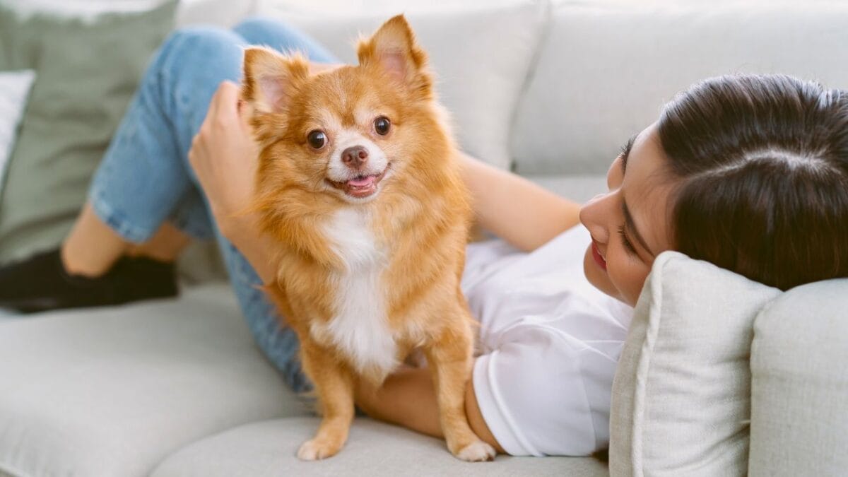 Meet the Chigi: The Spirited Corgi-Chihuahua Mix That’s Stealing Hearts Everywhere - dog chihuahua ss2081841301