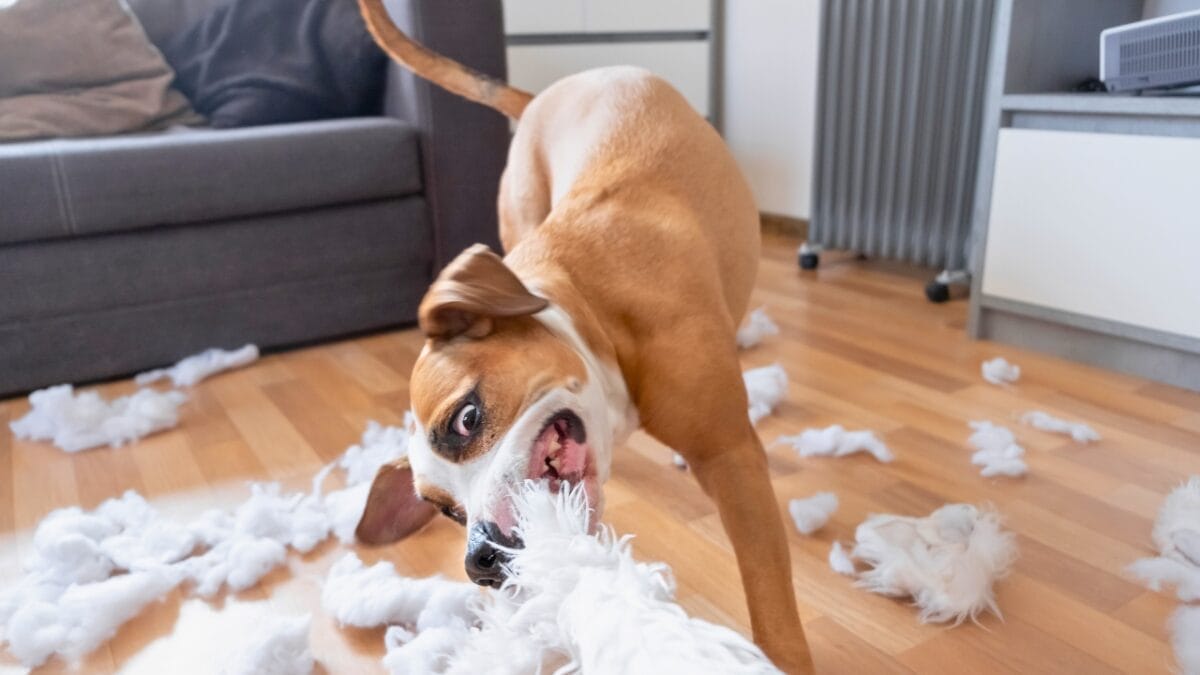 10 Signs Your Dog Is Unhappy 9 10 Signs Your Dog Is Unhappy - dog destroying pillow ss1367539928
