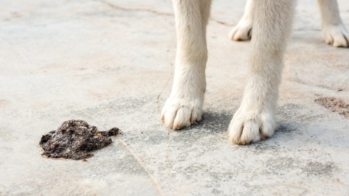 10 Smells That Attract Coyotes to Your Yard 9 10 Smells That Attract Coyotes to Your Yard - dog feces dp439273306