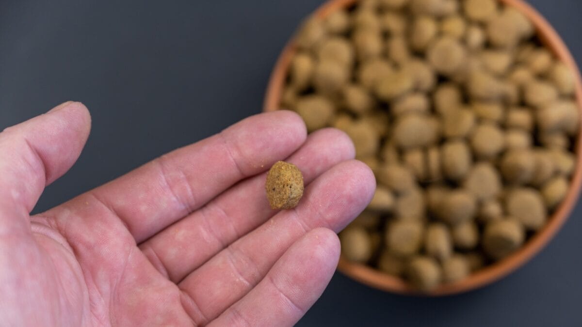 5 Things About the Pedigree Dog Food Recall that Every Pet Owner Should Know 7 5 Things About the Pedigree Dog Food Recall that Every Pet Owner Should Know - dog food in bowl dp583097250