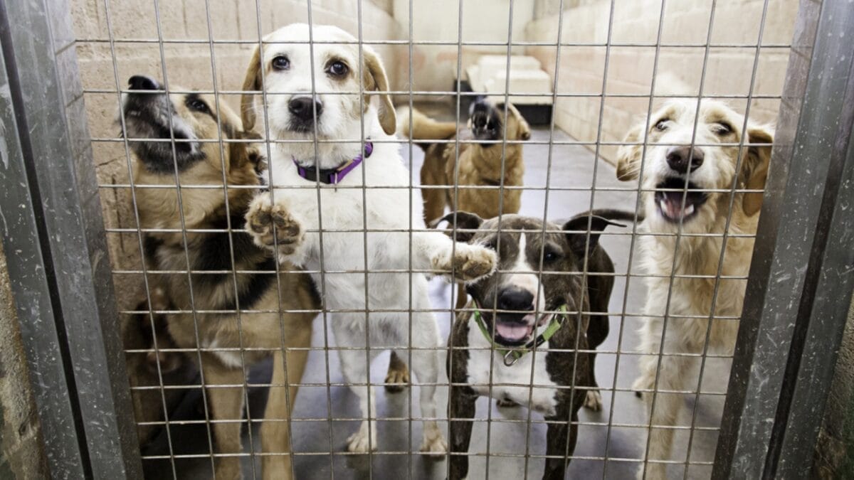10 Things to Do Before Bringing Your Rescue Dog into Your Home - dog in cage ss504952339