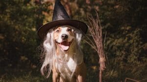 11 Dog Myths People Don't Realize are Wrong 1 11 Dog Myths People Don't Realize are Wrong - dog in costume ss1158680035
