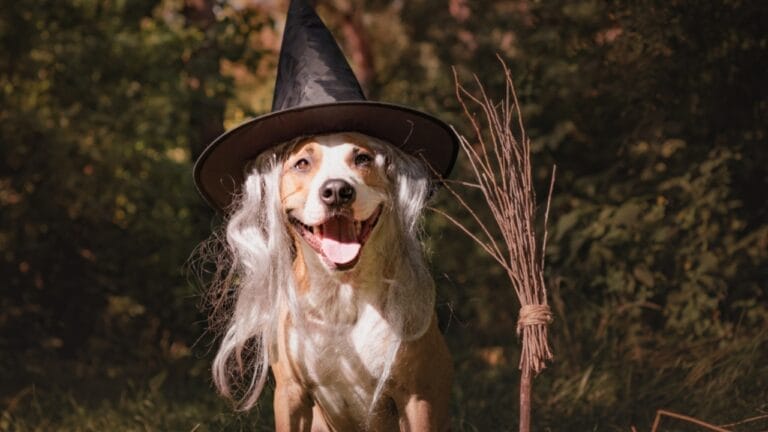 11 Dog Myths People Don't Realize are Wrong - dog in costume ss1158680035