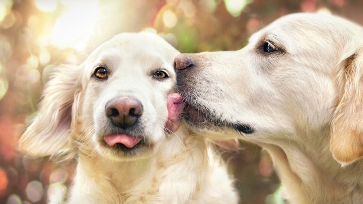 12 Reasons Behind Your Pup's Kisses 6 12 Reasons Behind Your Pup's Kisses - dog kissing another dog ss441080686