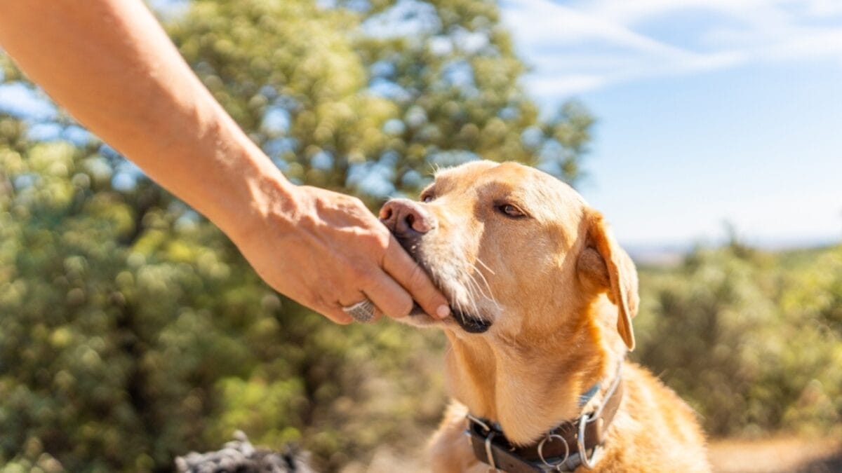 12 Reasons Behind Your Pup's Kisses 3 12 Reasons Behind Your Pup's Kisses - dog licking hands ss2255236537