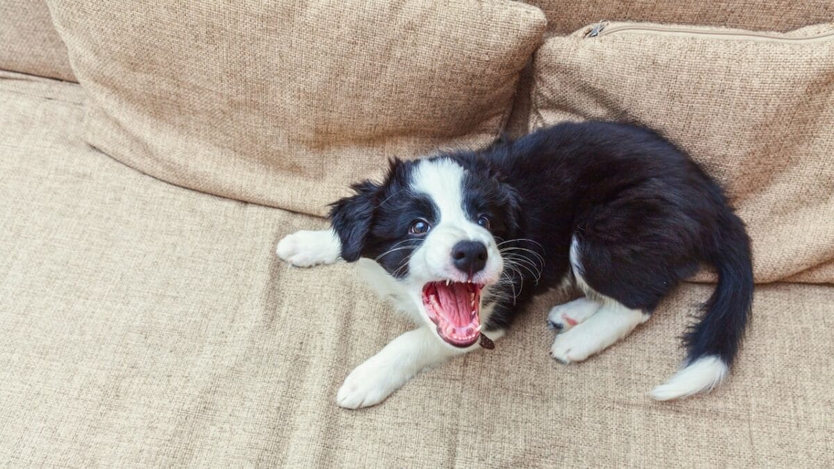 10 Signs Your Dog Is Unhappy 5 10 Signs Your Dog Is Unhappy - dog puppy barking on a bed ss1359665699