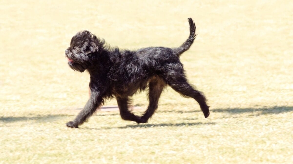Affenpinscher 101: 11 Things New Owners Need to Know 4 Affenpinscher 101: 11 Things New Owners Need to Know - dog running dp54364167