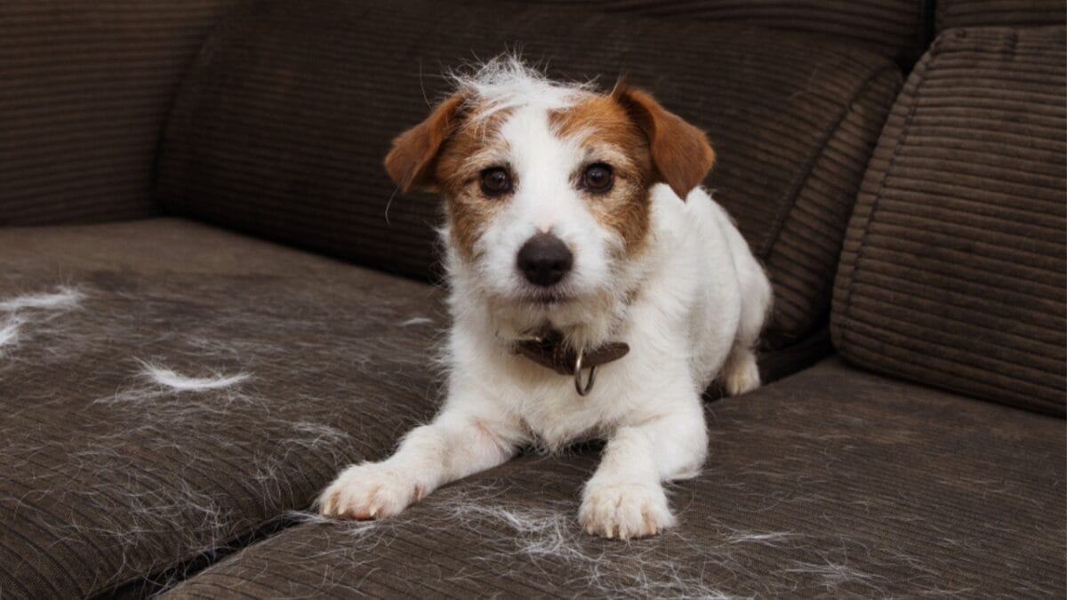 16 Red Flags That Show Your Dog Is Battling Anxiety & How to Help 10 16 Red Flags That Show Your Dog Is Battling Anxiety & How to Help - dog shredding ss1322480807