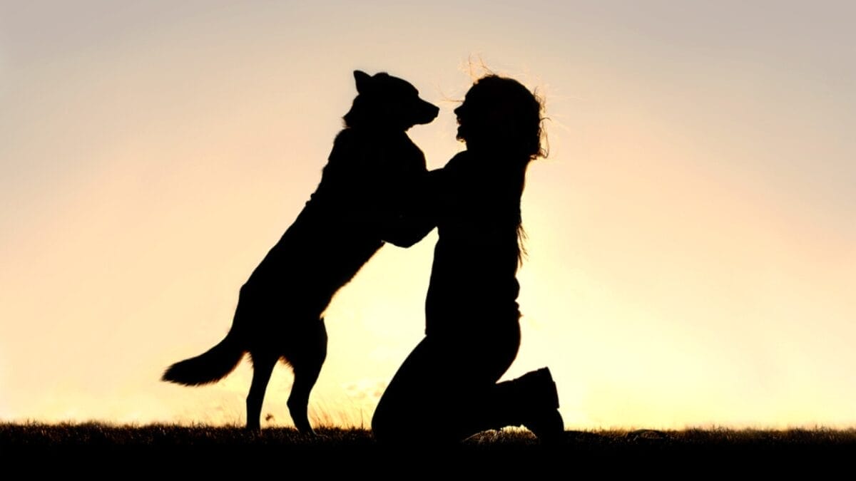 10 Ugliest Dog Breeds You May Never Want to See 12 10 Ugliest Dog Breeds You May Never Want to See - dog silhoutte ss193612376