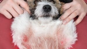 High White Blood Cell Counts in Dogs: 6 Probable Causes 1 High White Blood Cell Counts in Dogs: 6 Probable Causes - dog skin infection ss2129366522