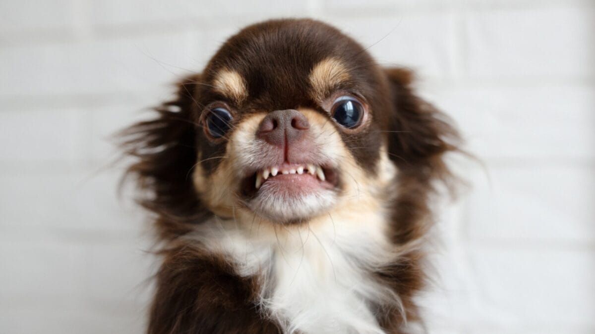 How & Why to Brush Your Dog's Teeth 4 How & Why to Brush Your Dog's Teeth - dog small jaws ss1565458048