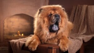 10 Dog Breeds with Purple & Black Tongues 1 10 Dog Breeds with Purple & Black Tongues - dog tongue dp117836128