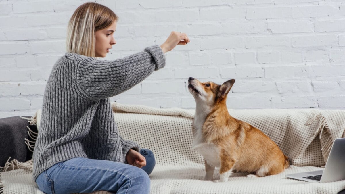 35 Fun Ways to Keep Your Dog Entertained Indoors - dog training dp226160134