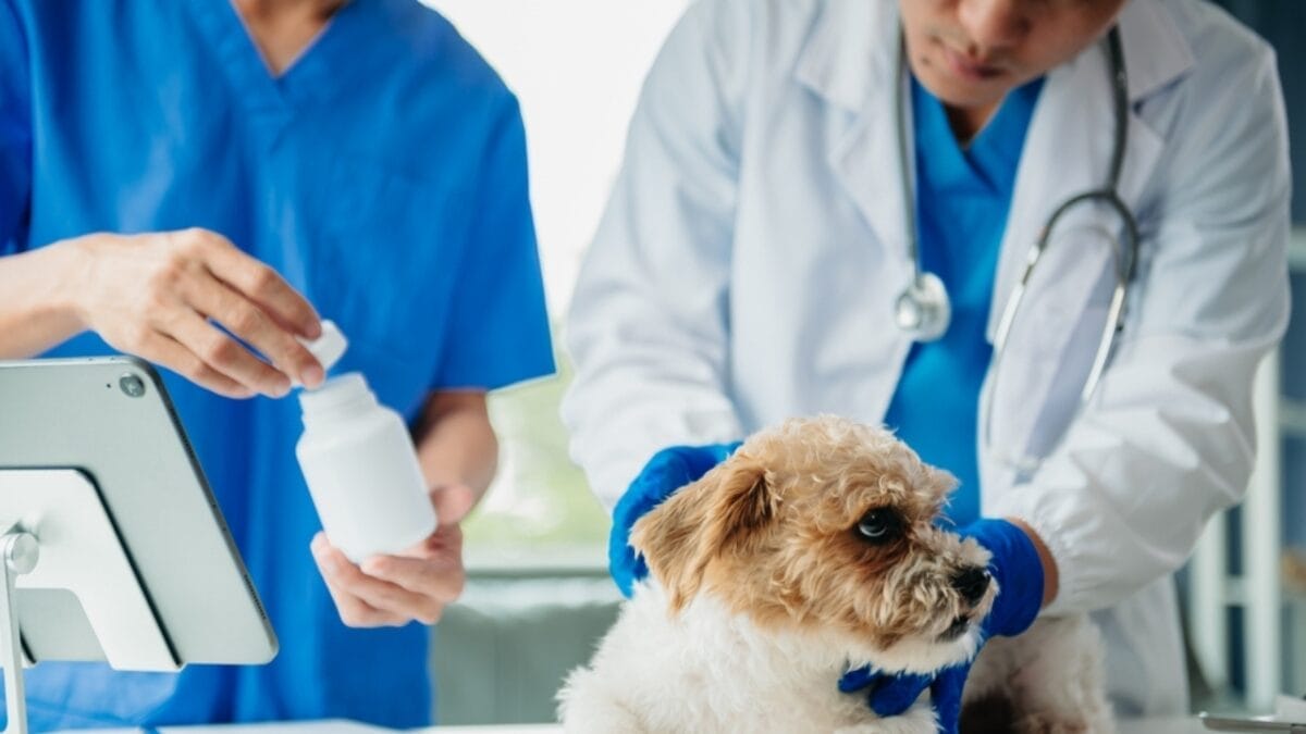 12 Reasons Behind Your Pup's Kisses 12 12 Reasons Behind Your Pup's Kisses - dog vet ss2297387339