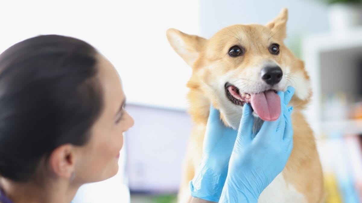 The Houseplant Palm That Poses a Serious Threat to Your Dog 5 The Houseplant Palm That Poses a Serious Threat to Your Dog - dog veterenarian ss2039326892 1