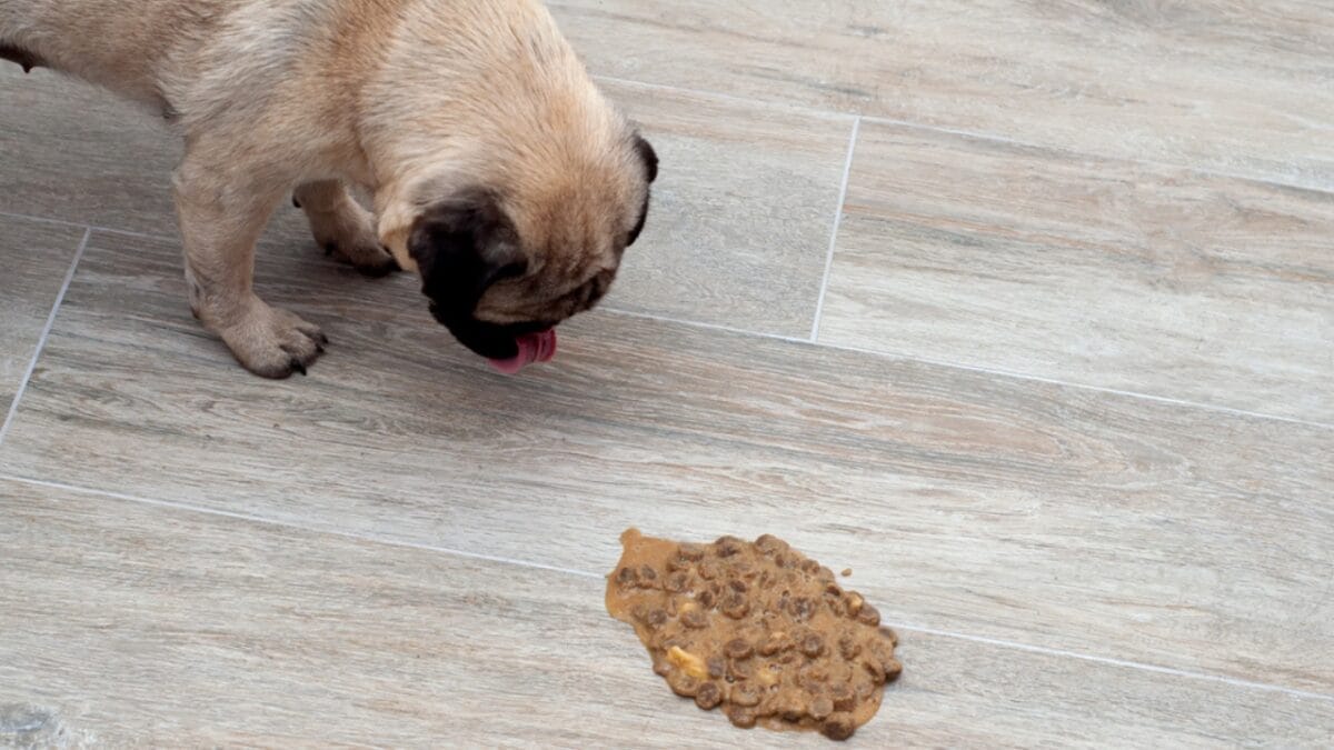 The Houseplant Palm That Poses a Serious Threat to Your Dog 4 The Houseplant Palm That Poses a Serious Threat to Your Dog - dog vomiting dp409127590