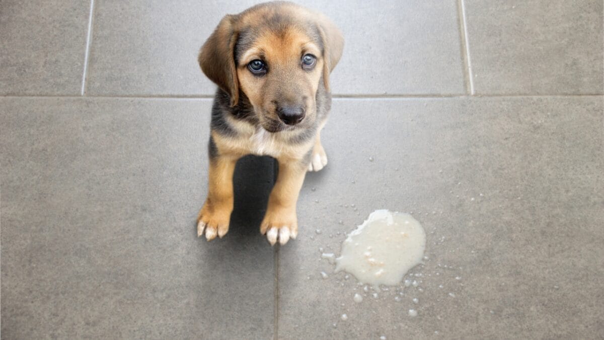 High White Blood Cell Counts in Dogs: 6 Probable Causes 8 High White Blood Cell Counts in Dogs: 6 Probable Causes - dog vomiting ss1761900239