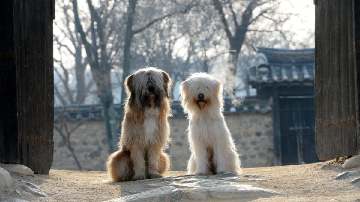 11 Dog Myths People Don't Realize are Wrong - dog vulnerable ss787399975