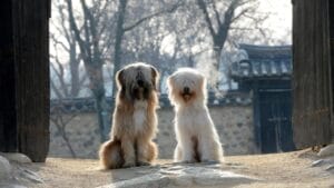31 Endangered Dog Breeds at Risk of Disappearing 1 31 Endangered Dog Breeds at Risk of Disappearing - dog vulnerable ss787399975