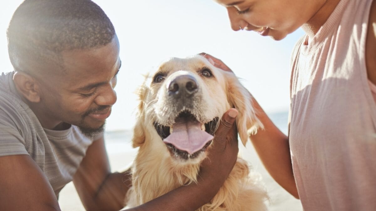 What Every Homeowner Needs to Know About Dog Breeds & Property Insurance in 2024 21 What Every Homeowner Needs to Know About Dog Breeds & Property Insurance in 2024 - dog with couple ss2225471455