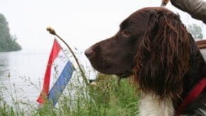 A Small Country's Big Impact on the Dog World - 10 Lovable Dutch Dog Breeds 1 A Small Country's Big Impact on the Dog World - 10 Lovable Dutch Dog Breeds - dog with dutch flag ss1265273632