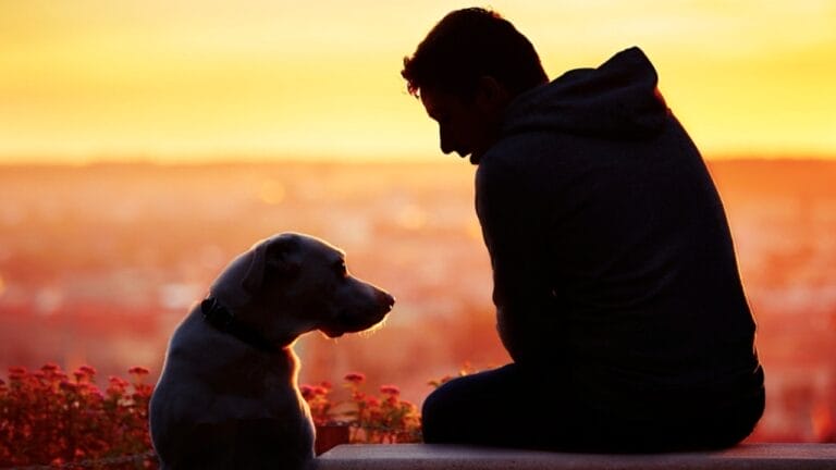 Paws-itively Sensitive: How Dogs' Emotional Intelligence Can Improve Our Mental Health 3 Paws-itively Sensitive: How Dogs' Emotional Intelligence Can Improve Our Mental Health - dog with man sunset dp85357138