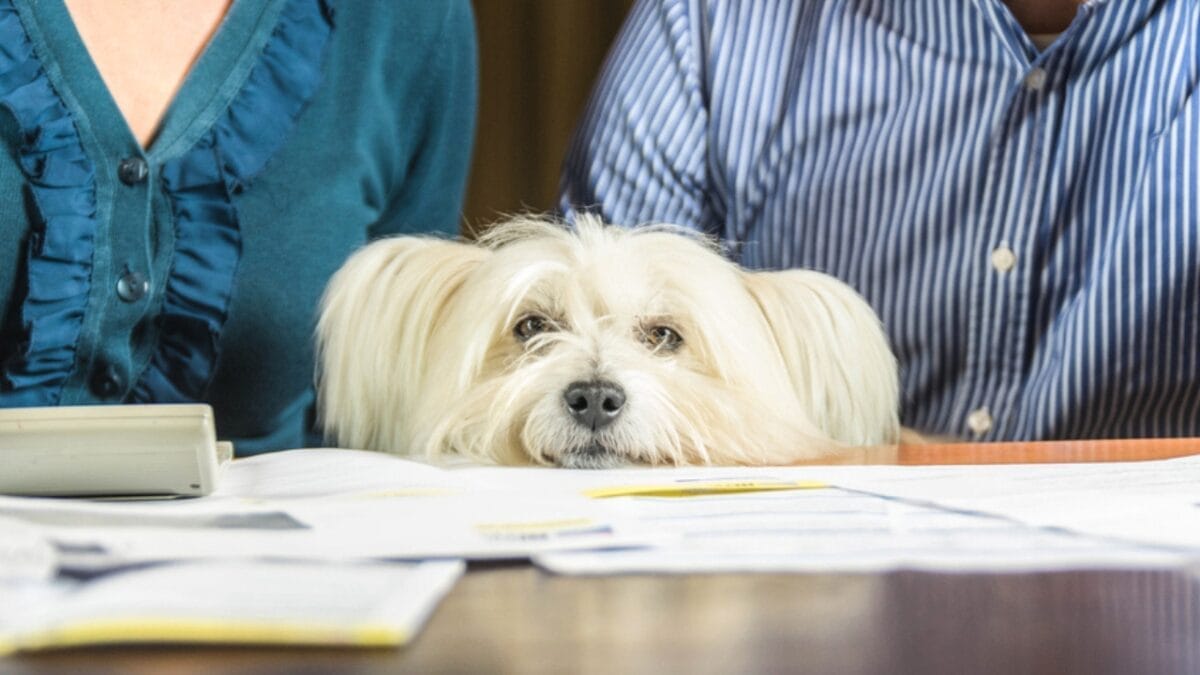 10 Things to Do Before Bringing Your Rescue Dog into Your Home - dog with papers ss531194689