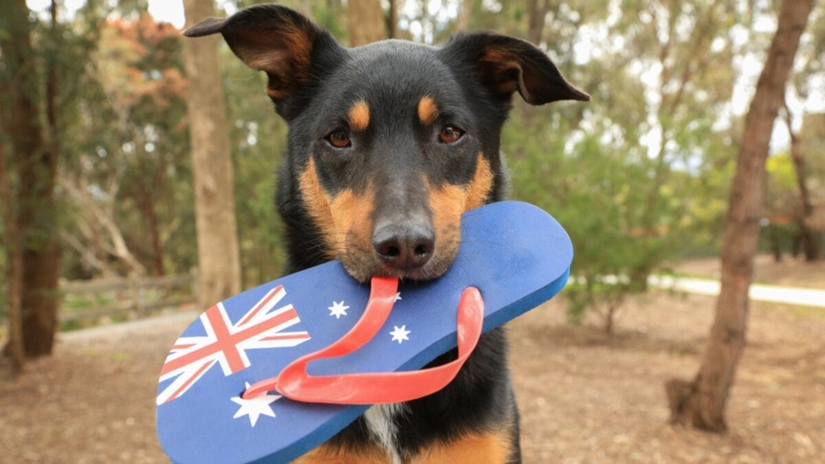 Australia's $20B Dog Obsession: Celebrating 10 Australian Dog Breeds - dog with slippers ss512590717