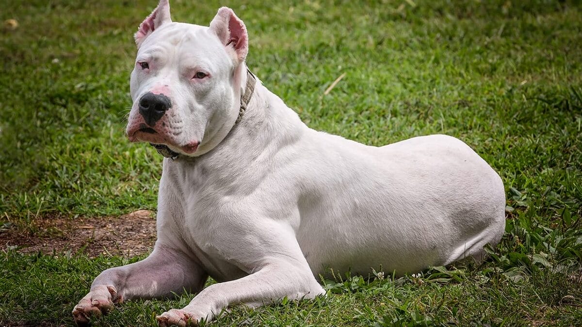 15 Dog Breeds So Intimidating They’ll Make Anyone Think Twice 16 15 Dog Breeds So Intimidating They’ll Make Anyone Think Twice - dogo argentino ss707568685